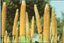 bajra