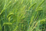 barley