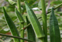 bhindi