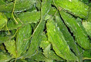 bittergourd