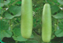 bottlegourd