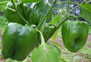 capsicum