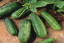 cucumber