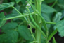 guar