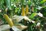maize