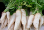radish