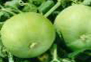 tinda