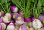 turnip