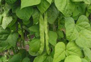 urad