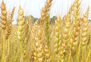 wheat